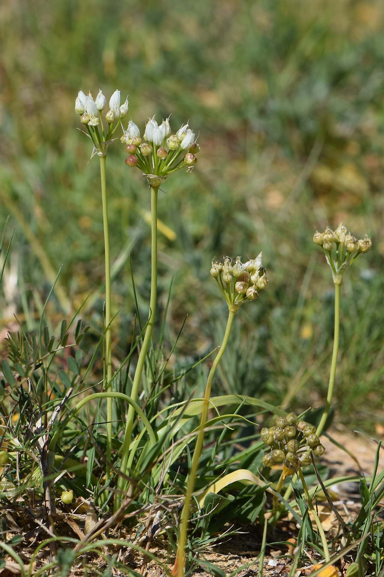 Allium subvillosum: Allium subvillosum at Lagoa dos Salgados in district Faro in Portugal
