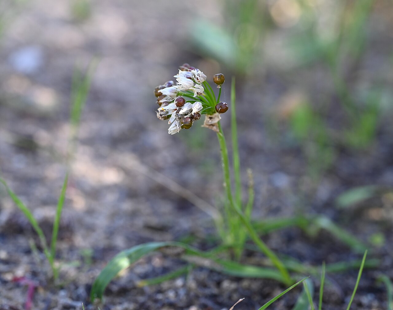 Allium subvillosum: Allium subvillosum in Jardín Botánico El Aljibe