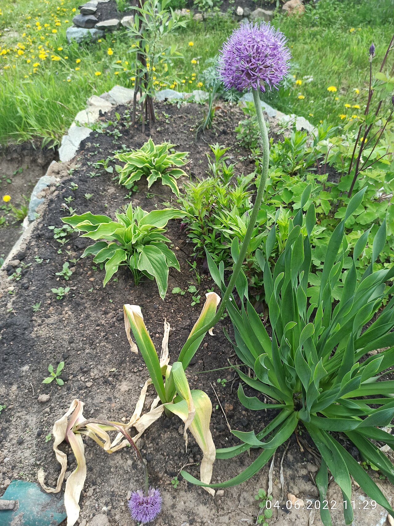 Allium suworowi: Allium suworowii. Russia, Ural region