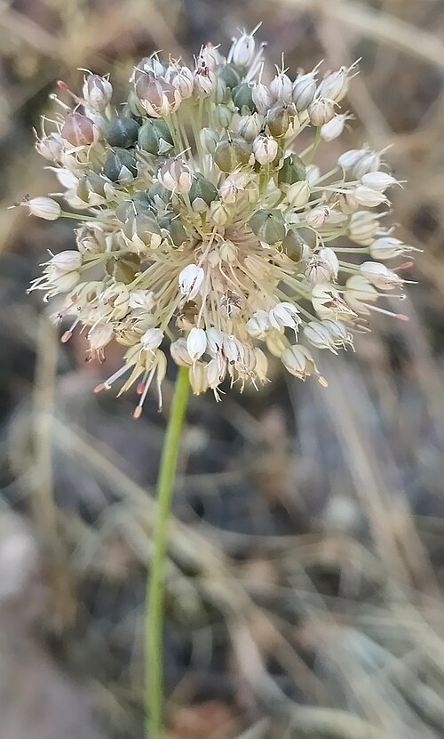 Allium talassicum: Allium talassicum