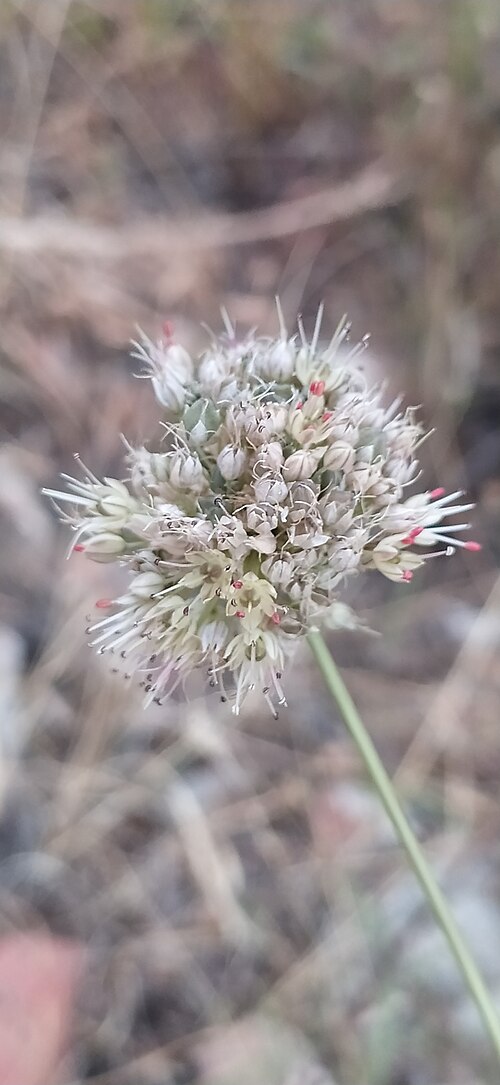 Allium talassicum: Allium talassicum