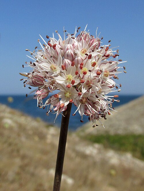 Allium tarkhankuticum: Соцветие Allium tarkhankuticum. Крым, Тарханкутский п-ов, балка Калоша, степь. 25 августа 2019