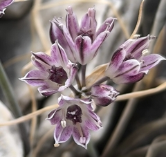 Allium tauricola (Allium tauricola)