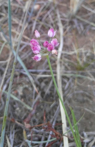 Allium tenuissimum (Allium tenuissimum)