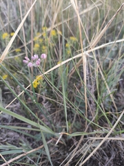 Allium tenuissimum (Allium tenuissimum)