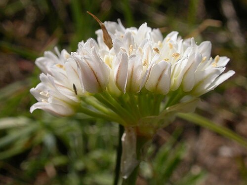 Textile onion: The flowering head of textile onion, Allium textile, has more congested flowers and remains erect compared to the later flowering nodding onion, Allium cernuum.