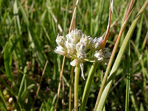 Textile onion: The flowering head remains erect even as fruiting ensues.