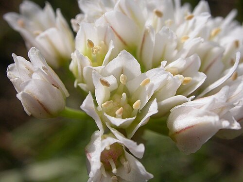 Textile onion: Individual flowers have an outer whorl of 3 tepals (sepals) and a similar inner whorl of 3 tepals (petals).