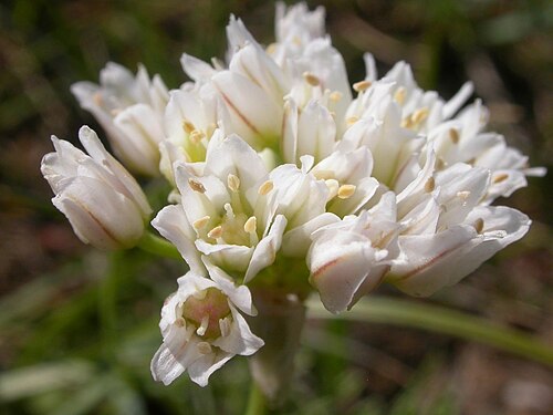 Textile onion: The flowering head of textile onion, Allium textile, has congested flowers.