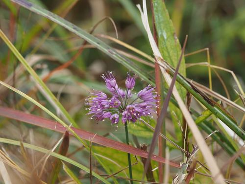 Thunberg's chive (Allium thunbergii)