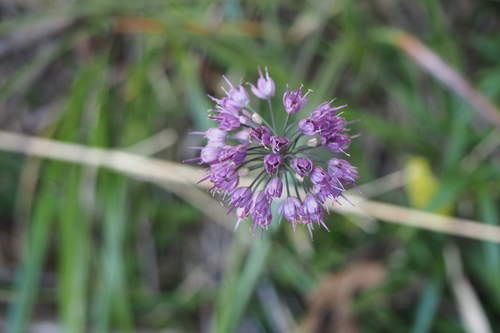 Thunberg's chive (Allium thunbergii)
