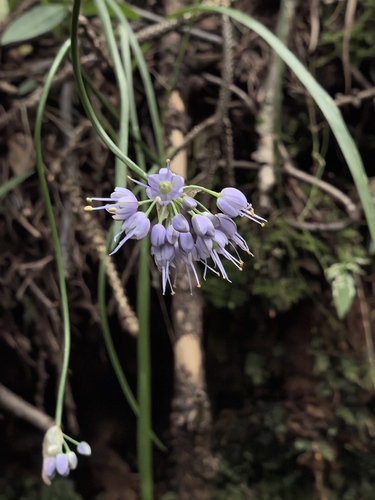 Thunberg's chive (Allium thunbergii)
