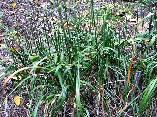 Thunberg's chive: Location taken: The United States National Arboretum, Washington DC. Names: Allium thunbergii G.Don, Miyama Rakkyou, Ornamental Onion, yama Rakkyou, ヤマラッキョウ, 野蒜