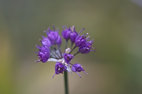 Thunberg's chive: Allium thunbergii