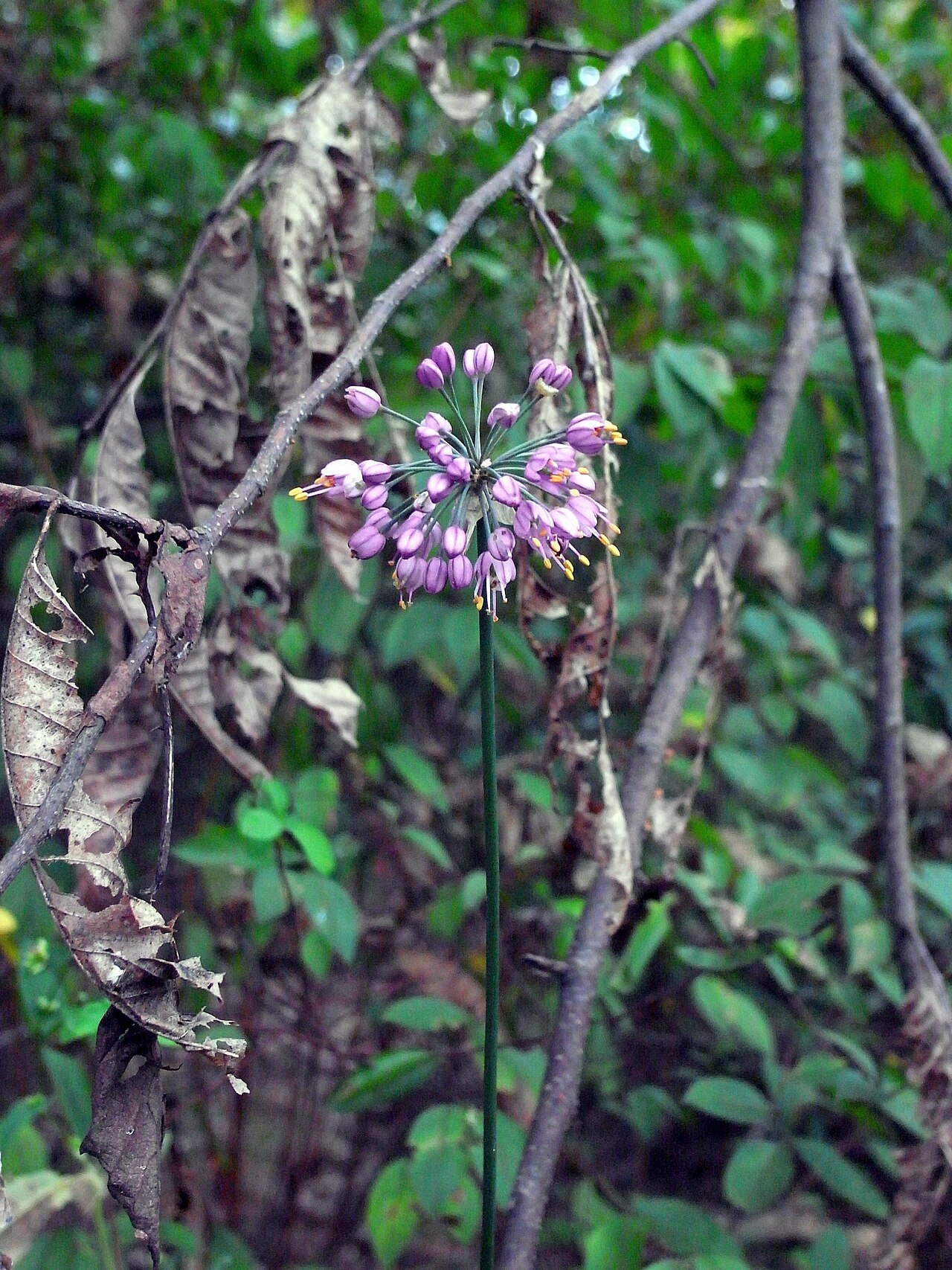 Thunberg's chive: Allium thunbergii