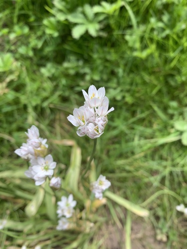 Allium trifoliatum (Allium trifoliatum)