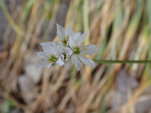 Allium trifoliatum (Allium trifoliatum)