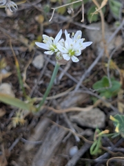 Allium trifoliatum (Allium trifoliatum)
