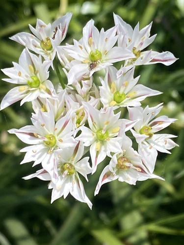 Allium trifoliatum (Allium trifoliatum)