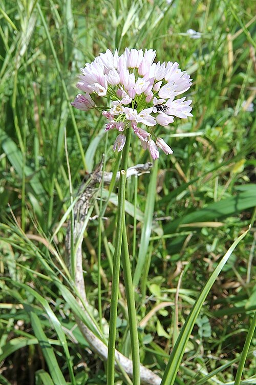 Allium trifoliatum: Allium trifoliatum