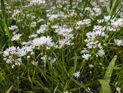 Allium trifoliatum (Allium trifoliatum)