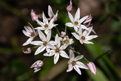 Allium trifoliatum (Allium trifoliatum)