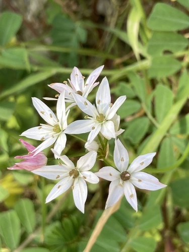 Allium trifoliatum (Allium trifoliatum)