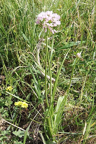 Allium trifoliatum: Allium trifoliatum