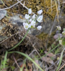 Allium trifoliatum (Allium trifoliatum)