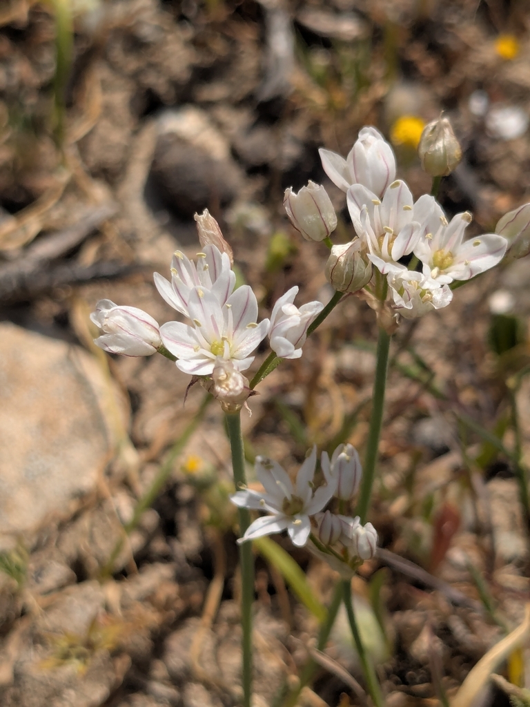 Allium trifoliatum (Allium trifoliatum)