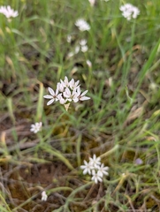 Allium trifoliatum (Allium trifoliatum)