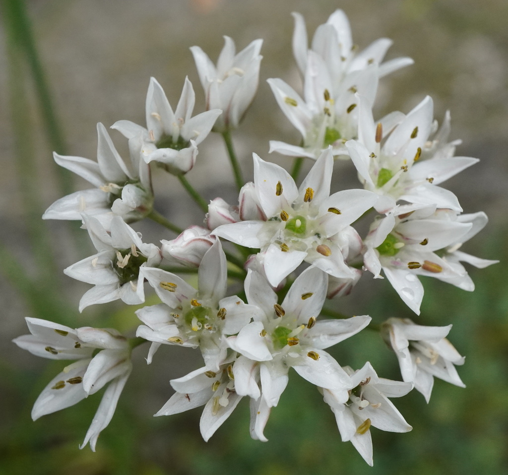 Chinese chives (Allium tuberosum)