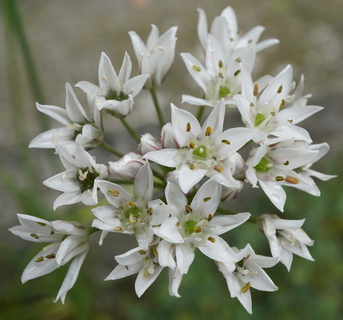 Chinese chives (Allium tuberosum)