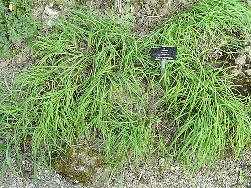 Chinese chives: Allium tuberosum specimen in the Botanischer Garten Freiburg, Freiburg im Breisgau, Baden-Württemberg, Germany.