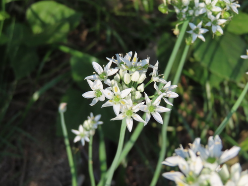 Chinese chives (Allium tuberosum)