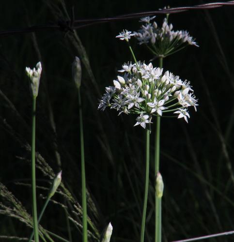 Chinese chives (Allium tuberosum)