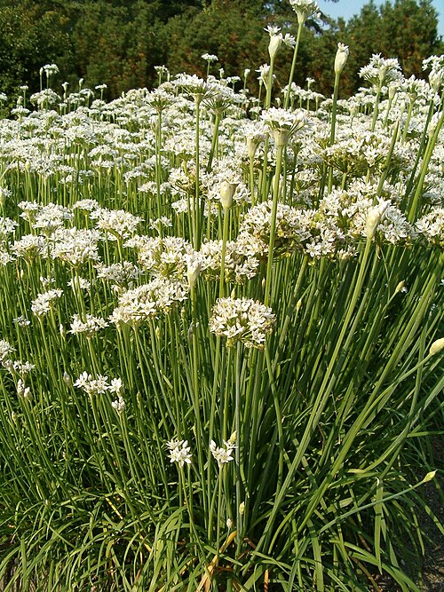 Chinese chives (Allium tuberosum)