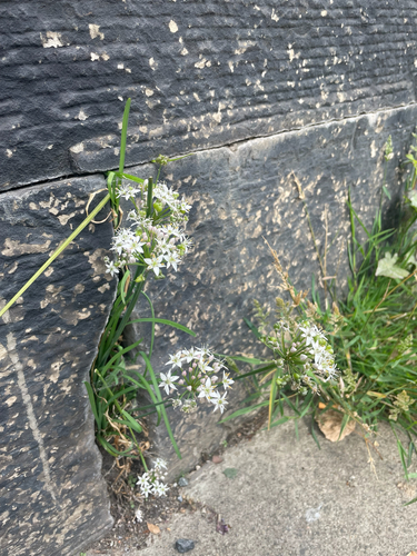 Chinese chives (Allium tuberosum)