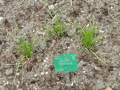 Chinese chives: Botanical specimen in the University of Copenhagen Botanical Garden, Copenhagen, Denmark.