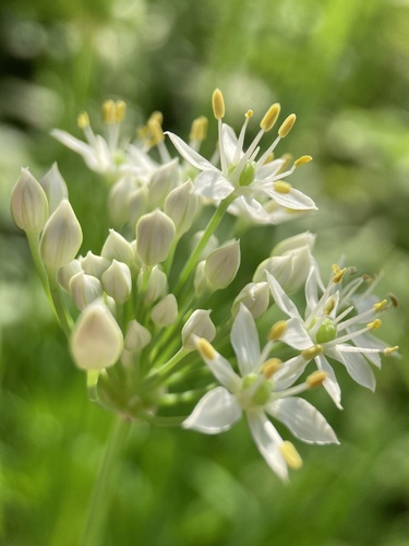 Chinese chives (Allium tuberosum)