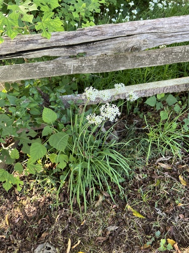 Chinese chives (Allium tuberosum)