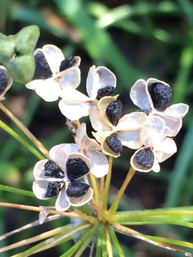 Chinese chives (Allium tuberosum)
