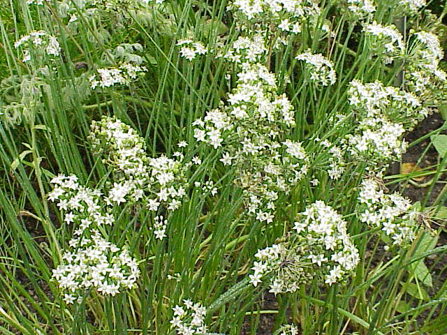 Chinese chives: Species : Allium tuberosum Family : Alliaceae Image No. 2