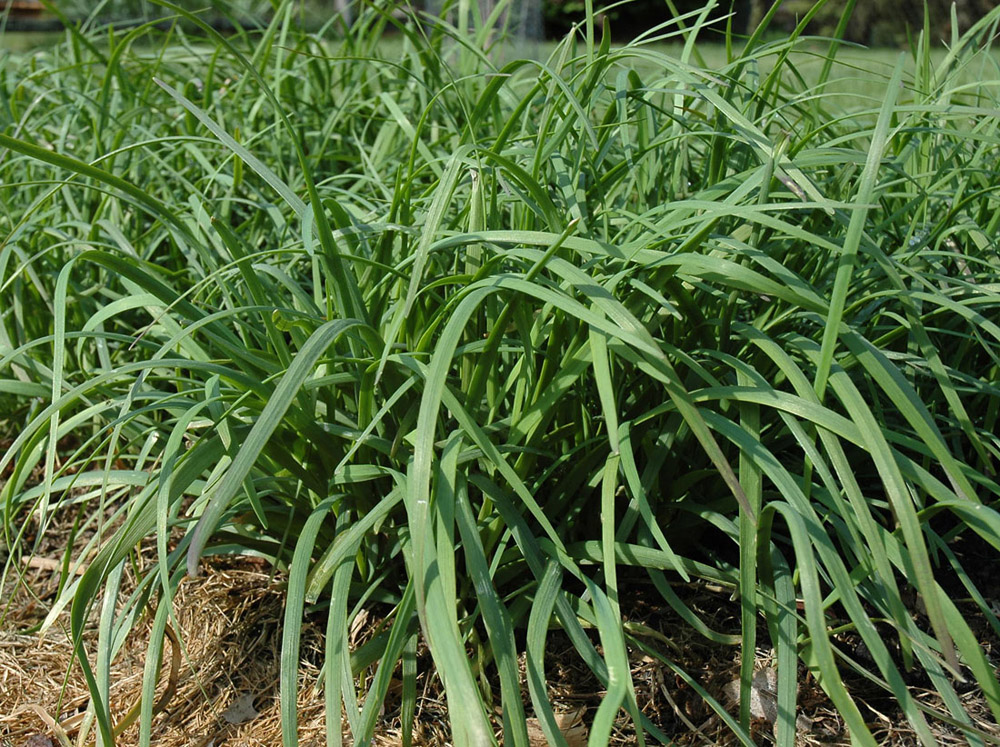 Chinese chives: Garlic chives grown as herb in a vegetable garden
