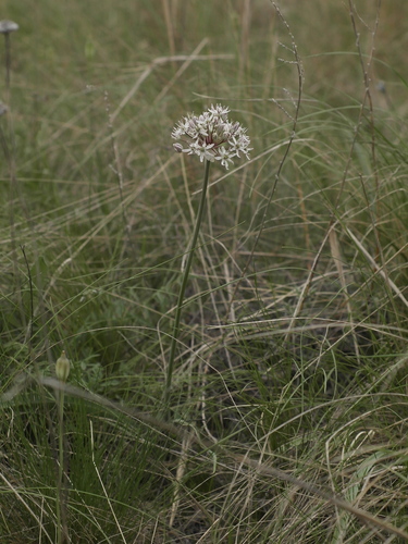 Allium tulipifolium (Allium tulipifolium)