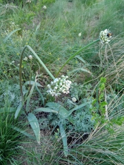 Allium tulipifolium (Allium tulipifolium)