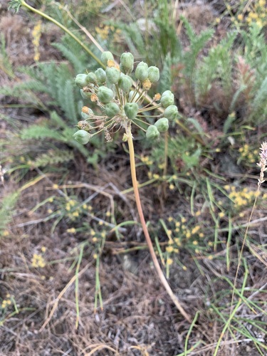 Allium tulipifolium (Allium tulipifolium)