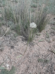 Allium tulipifolium (Allium tulipifolium)