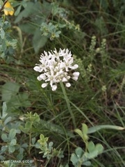 Allium tulipifolium (Allium tulipifolium)