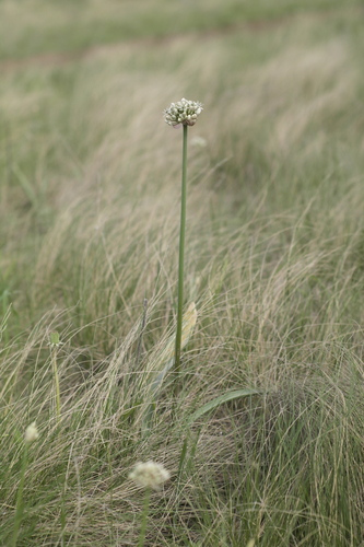 Allium tulipifolium (Allium tulipifolium)